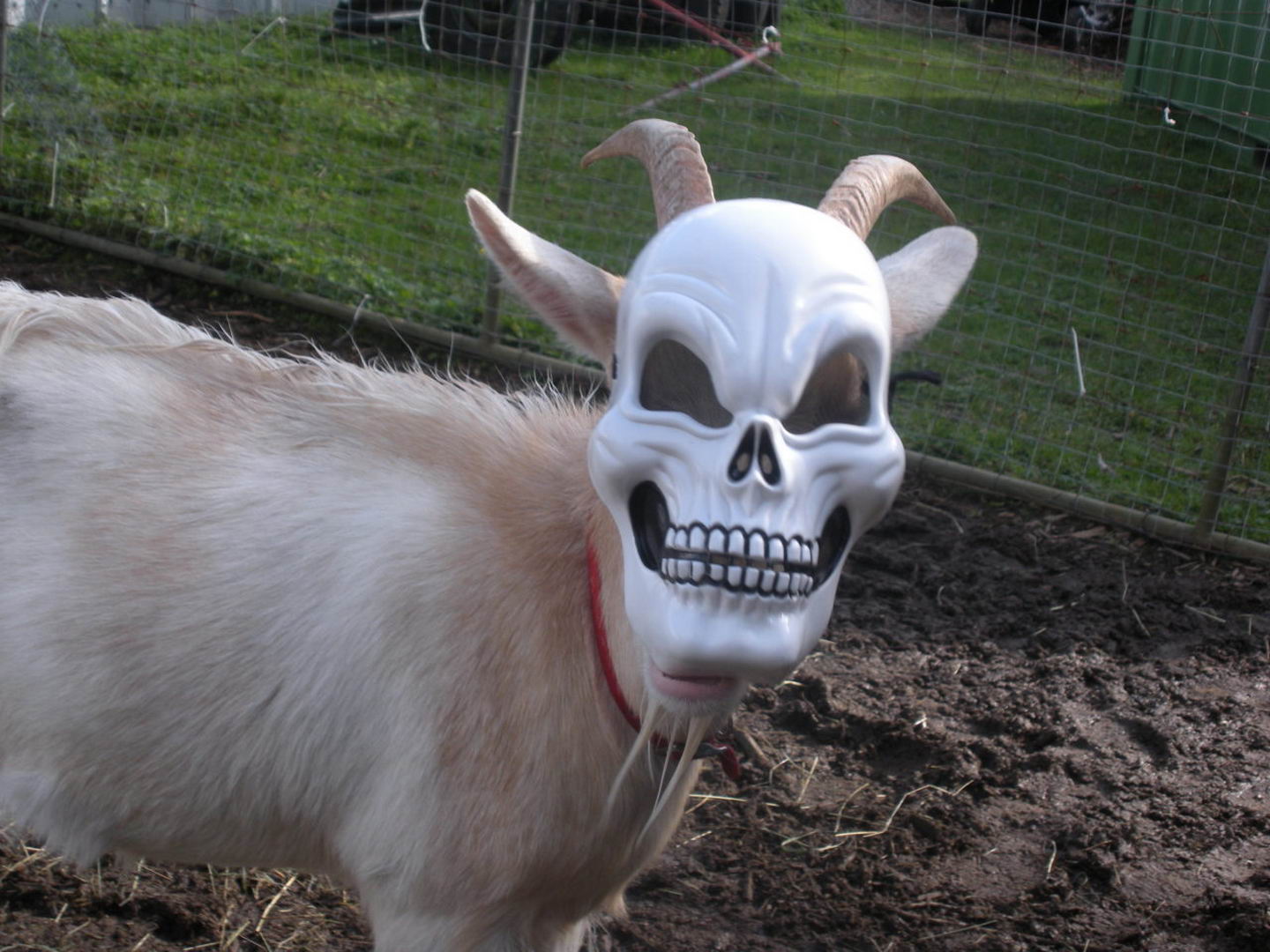 remarkable image of a goat wearing a skull mask