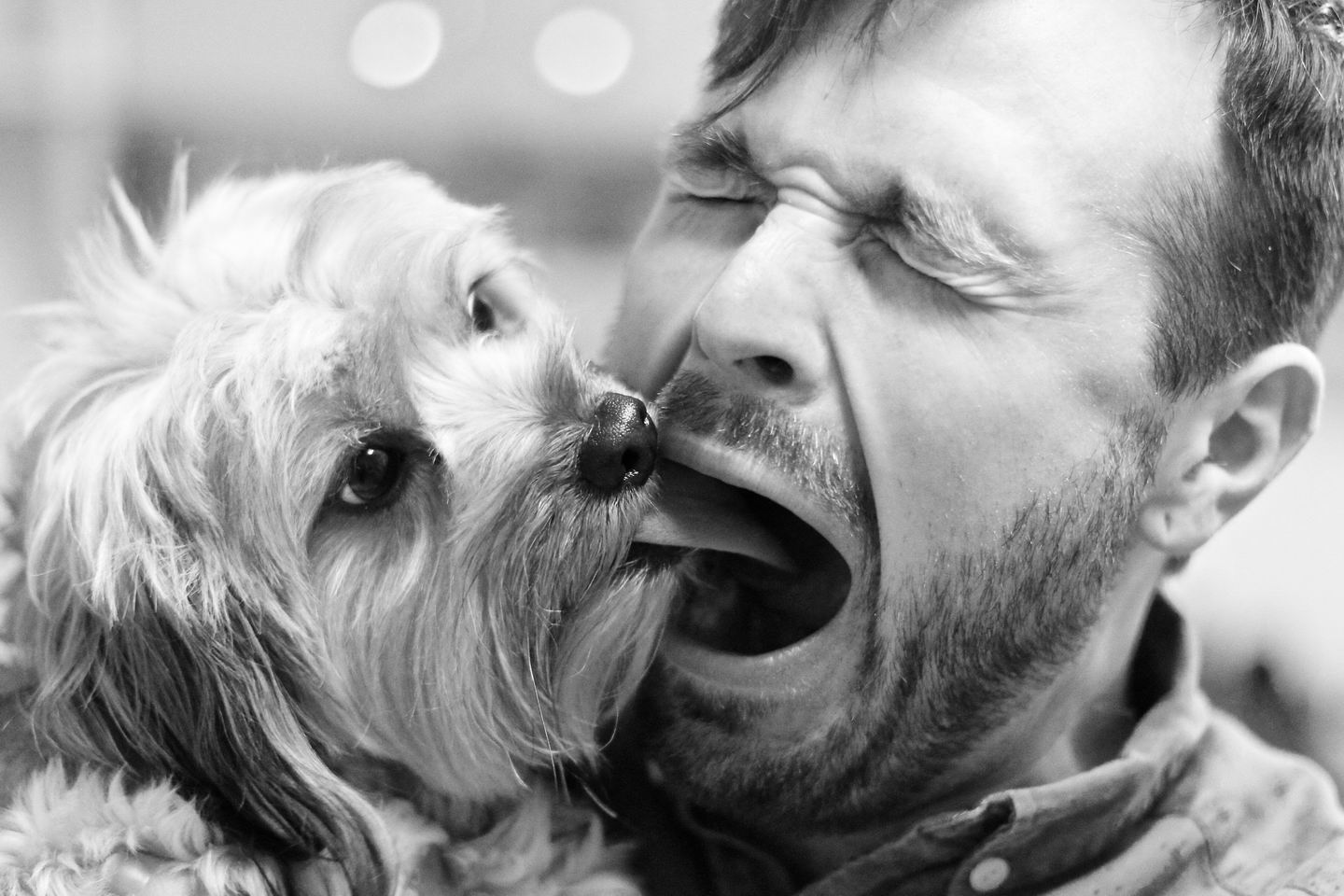 dog licking inside mouth