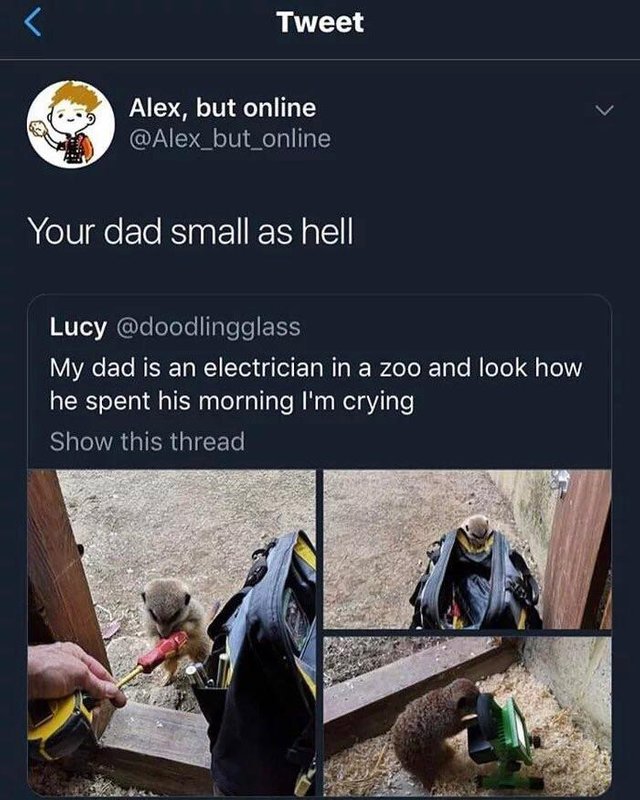 your dad small as hell - Tweet Alex, but online Your dad small as hell Lucy My dad is an electrician in a zoo and look how he spent his morning I'm crying Show this thread