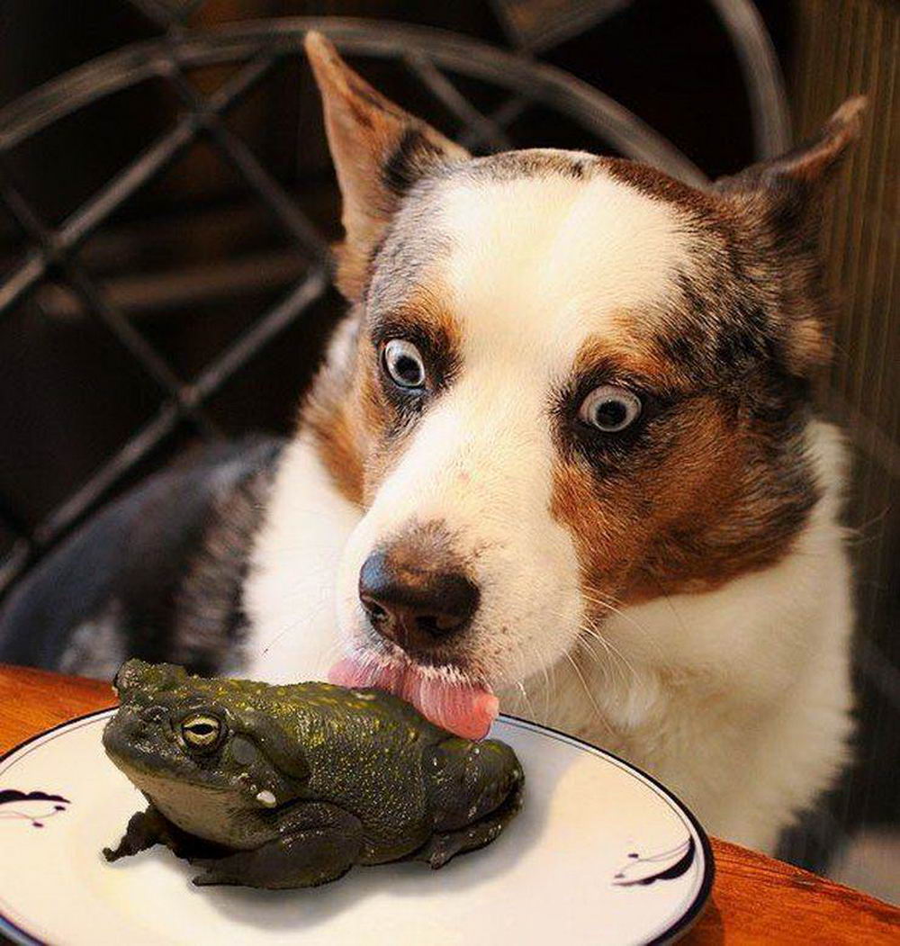 dog licking toad