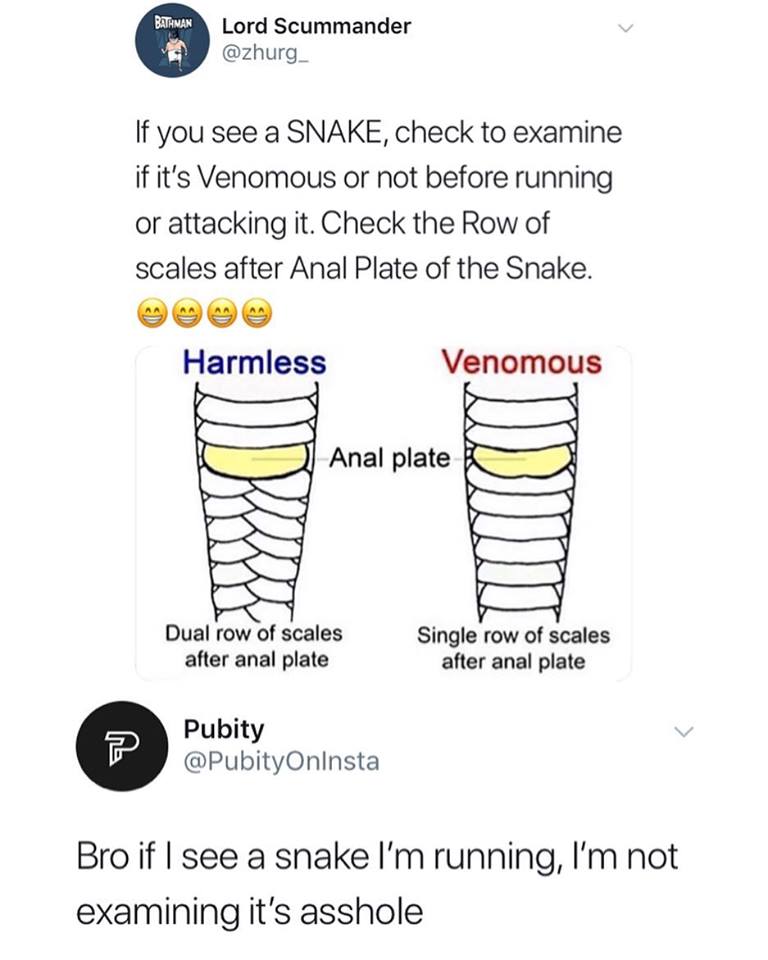 snake anal plate meme - Lord Scummander If you see a Snake, check to examine if it's Venomous or not before running or attacking it. Check the Row of scales after Anal Plate of the Snake. Harmless Venomous c Anal plate Dual row of scales after anal plate 