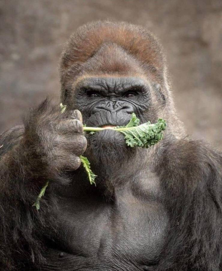 Gorilla eating kale