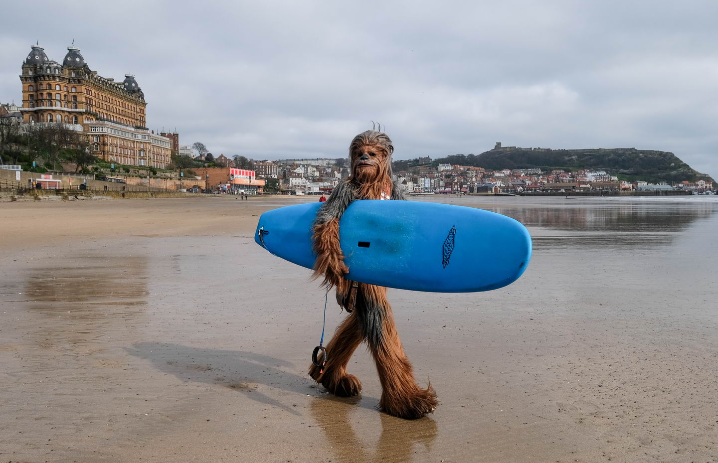 chewbacca surfing