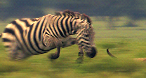 funny meme of a zebra chasing cheetah gif