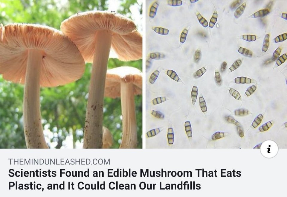 pestalotiopsis microspora - Themindunleashed.Com Scientists Found an Edible Mushroom That Eats Plastic, and It Could Clean Our Landfills