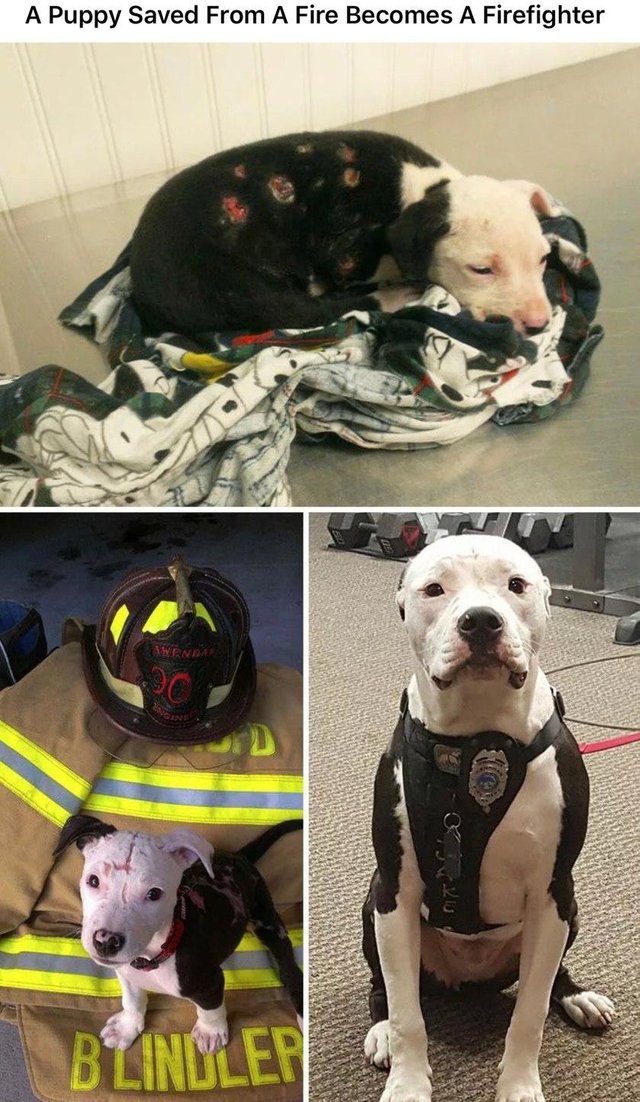 A Puppy Saved From A Fire Becomes A Firefighter Wenda Bioinnil