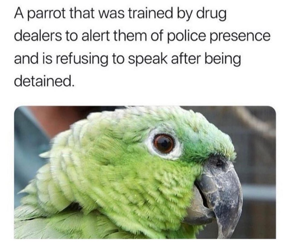 Parrot - A parrot that was trained by drug dealers to alert them of police presence and is refusing to speak after being detained.