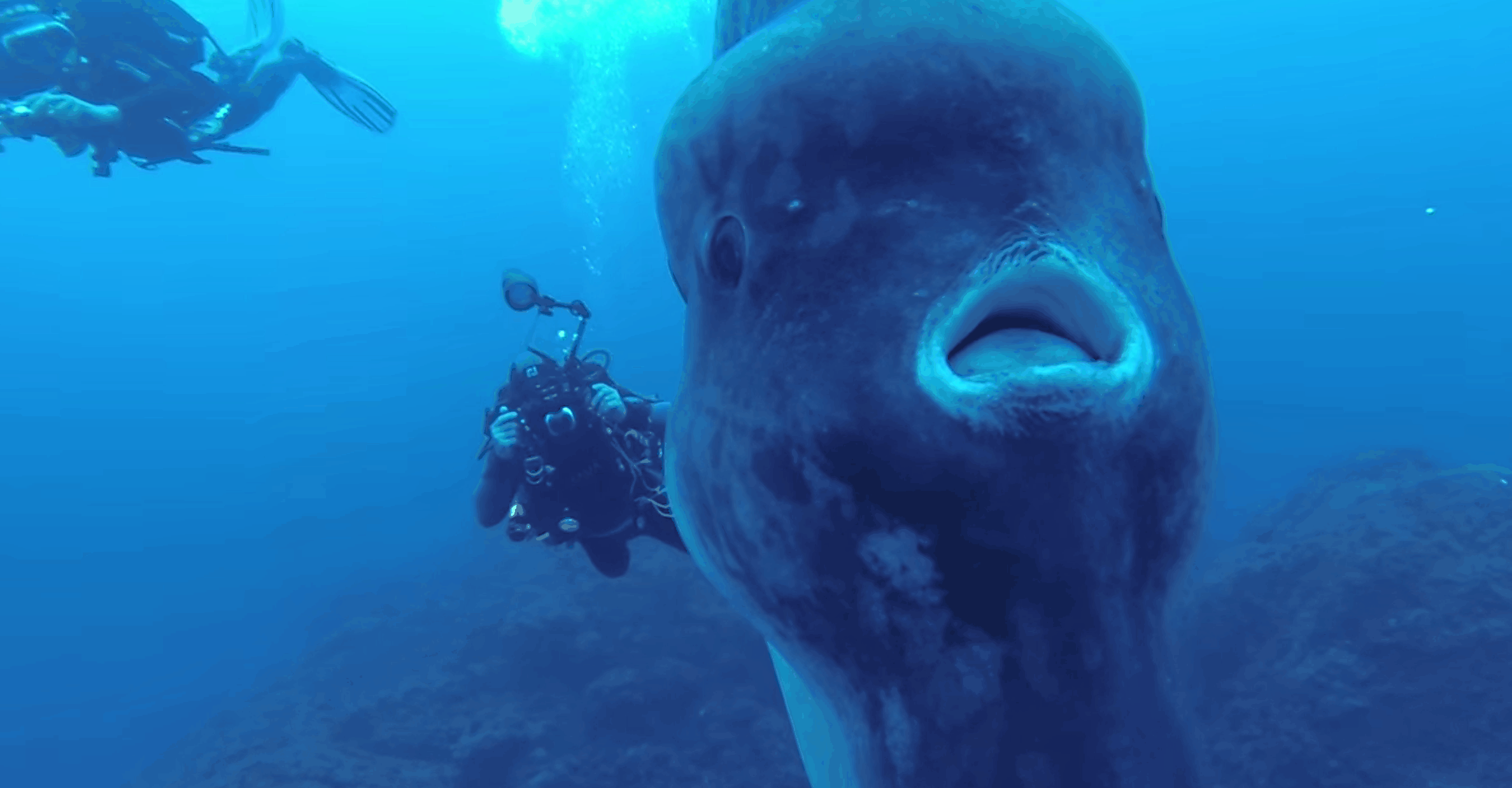 massive sunfish