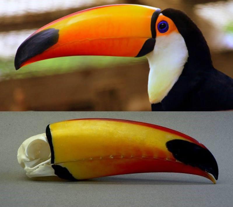 toucan skull