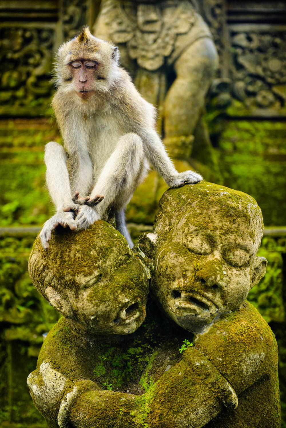 remarkable image of macaque