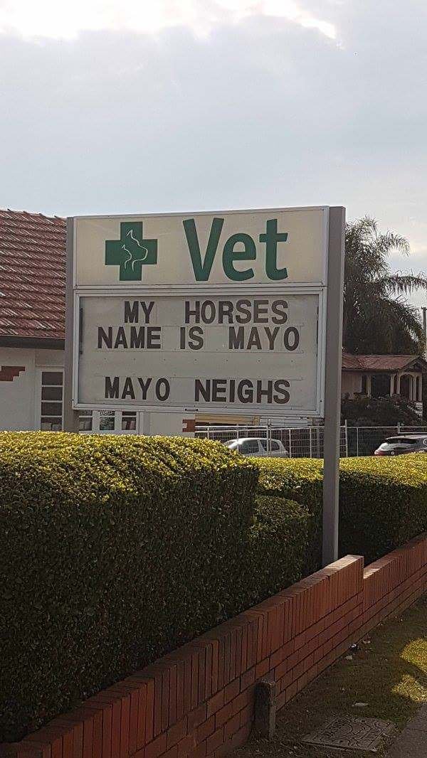 mayo neighs meme - Vet My Horses Name Is Mayo Mayo Neighs