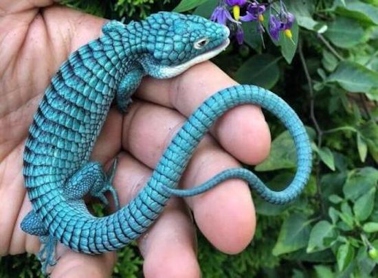 random pic blue mexican alligator lizard
