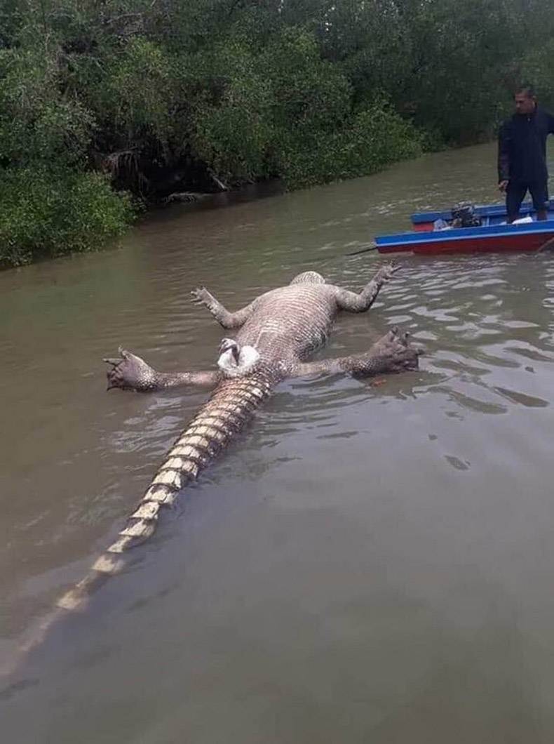 random pics of a dead alligator