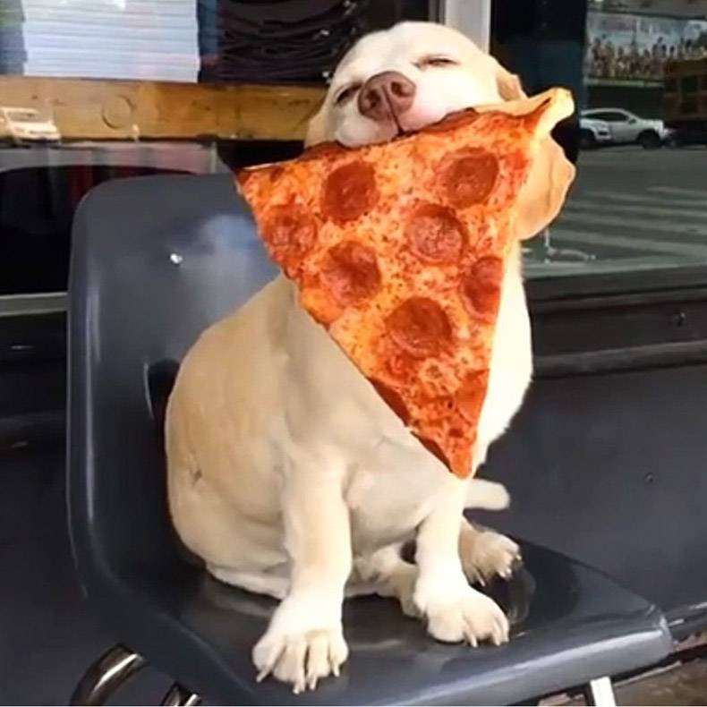 random pics - dog with pizza slice