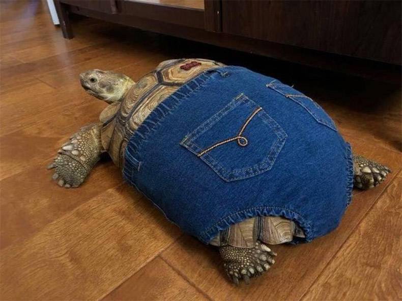 random pics - turtle wearing jeans - Pad