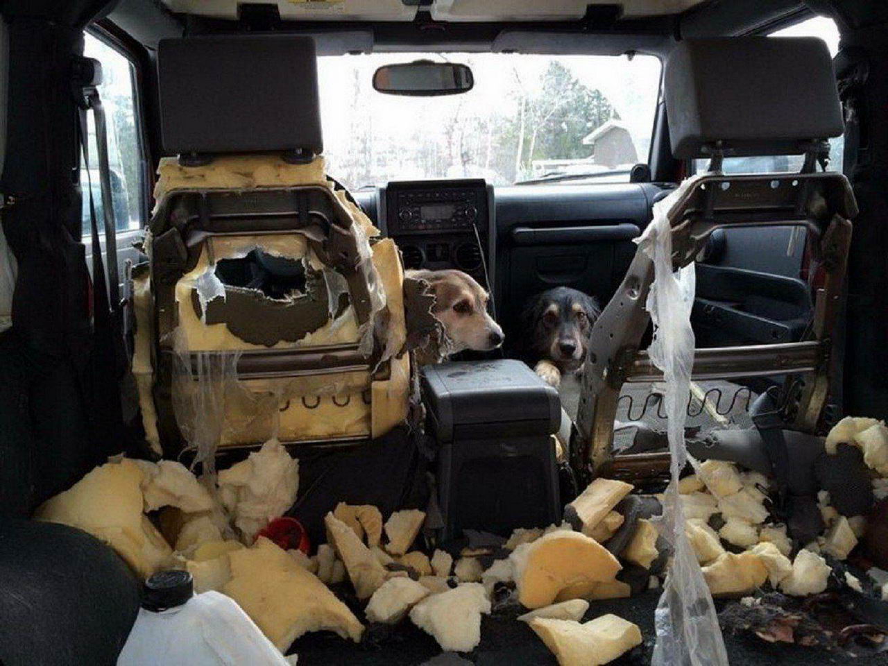 funny memes - dog destroys inside of car