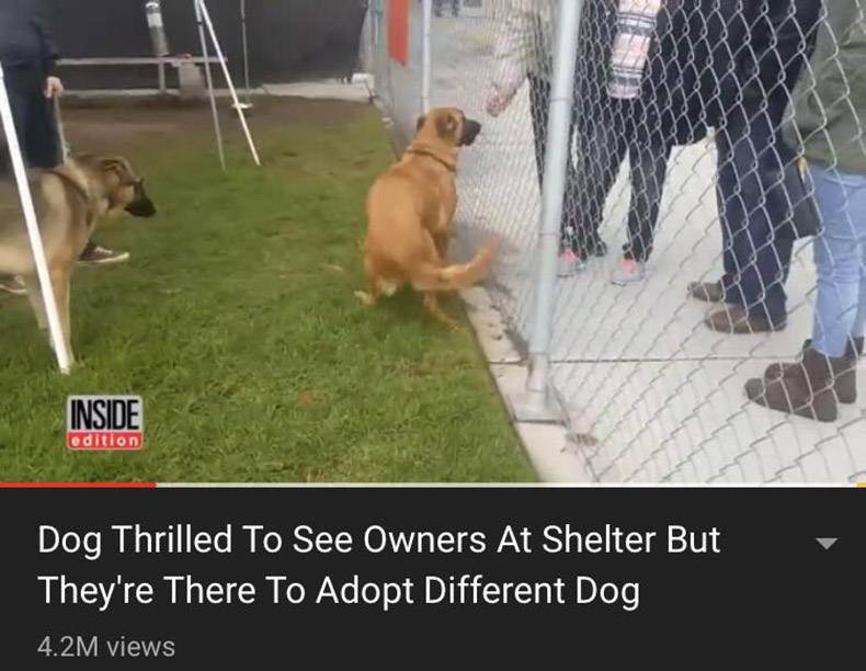 random pic dog thrilled to see owners at shelter but they re there to adopt different dog - Inside edition Dog Thrilled To See Owners At Shelter But They're There To Adopt Different Dog 4.2M views