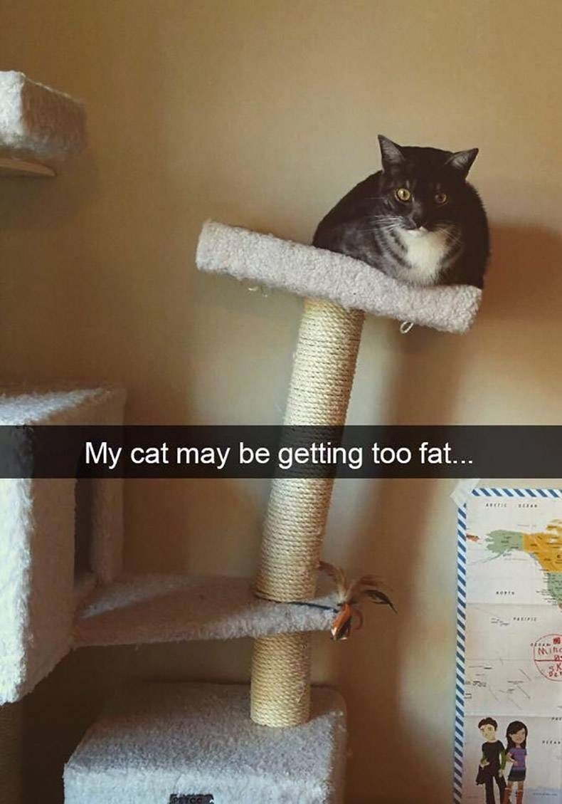 cat snapchat - My cat may be getting too fat...