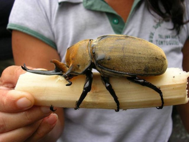 random pic giant rhinoceros beetle