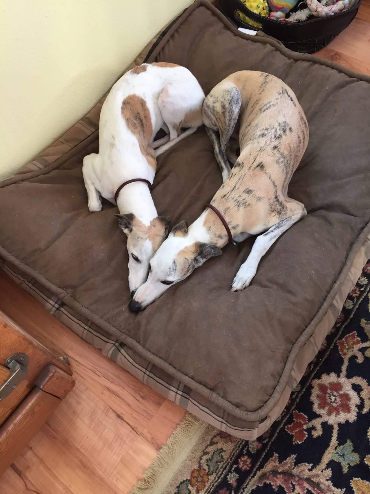 greyhound heart