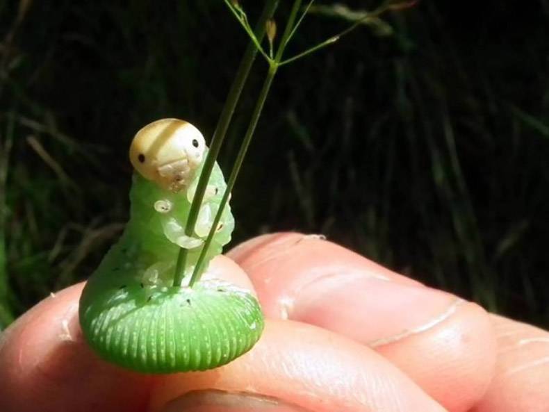 caterpillar holding blade of grass
