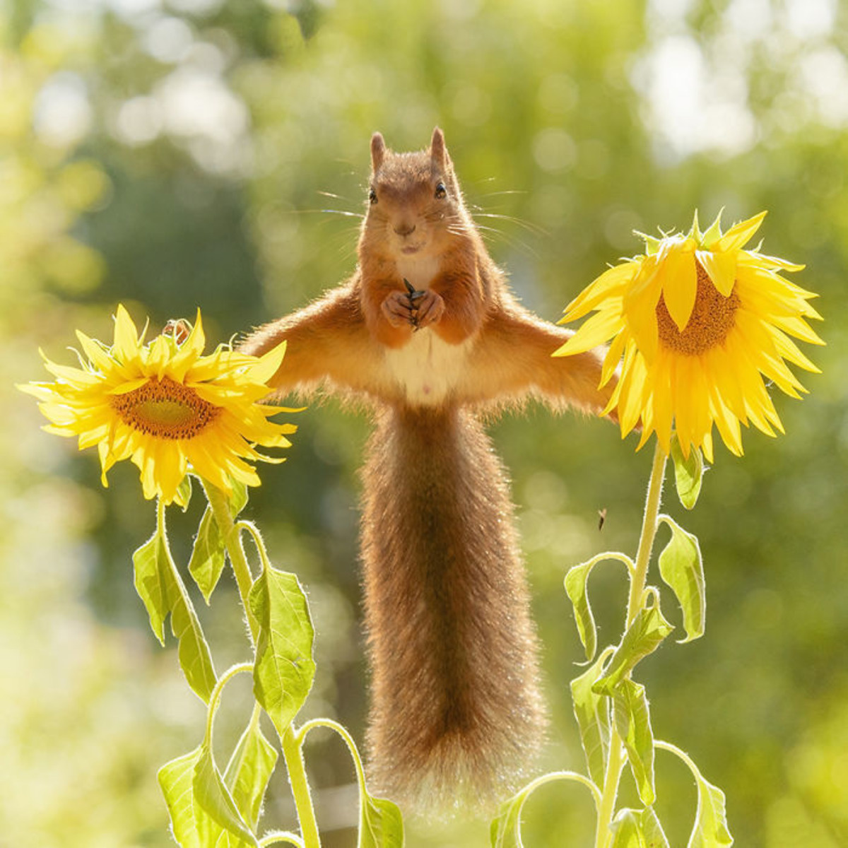 geert weggen