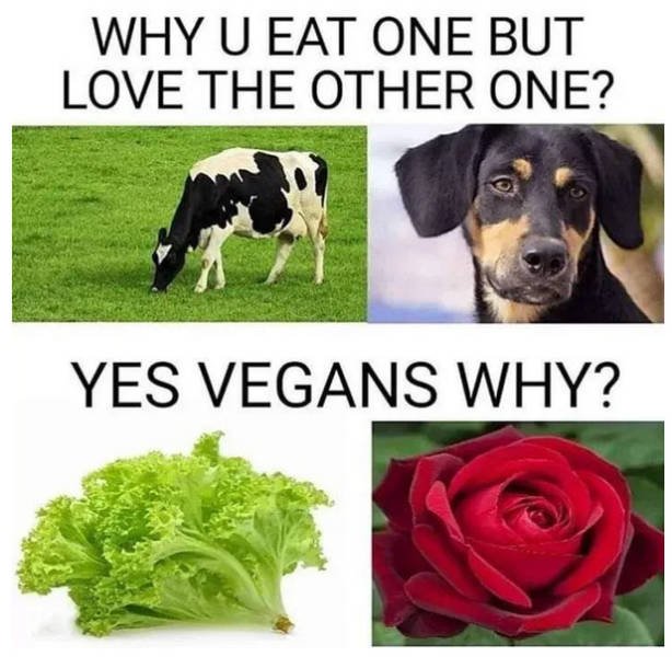 eat one and not the other - Why U Eat One But Love The Other One? Yes Vegans Why?
