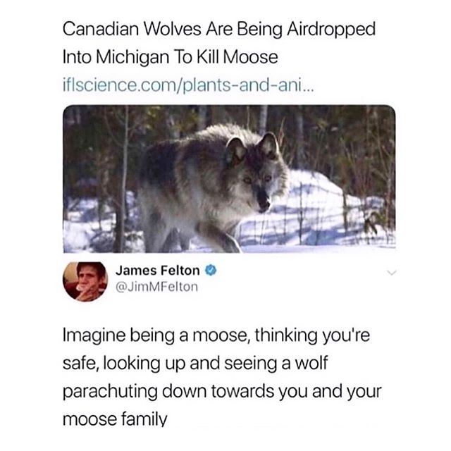 wolf airdrop meme - Canadian Wolves Are Being Airdropped Into Michigan To Kill Moose iflscience.complantsandani... James Felton Imagine being a moose, thinking you're safe, looking up and seeing a wolf parachuting down towards you and your moose family
