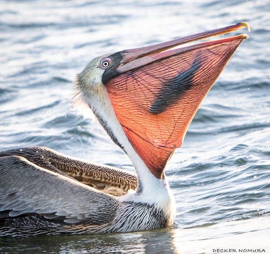 pelican with fish in mouth - Decker Nomura