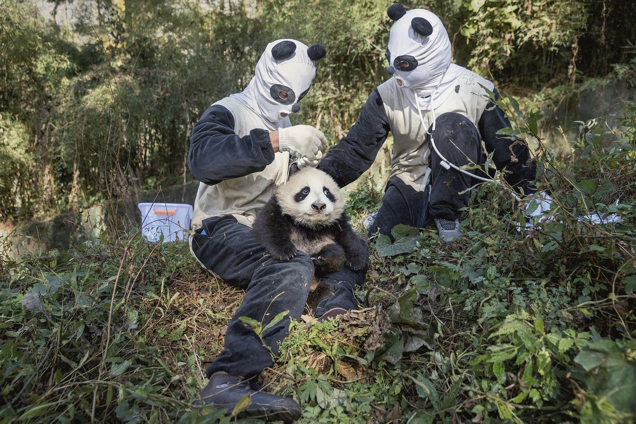 panda feeding costume