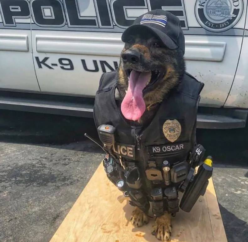 Police dog - K9 Un Vice K9 Oscar