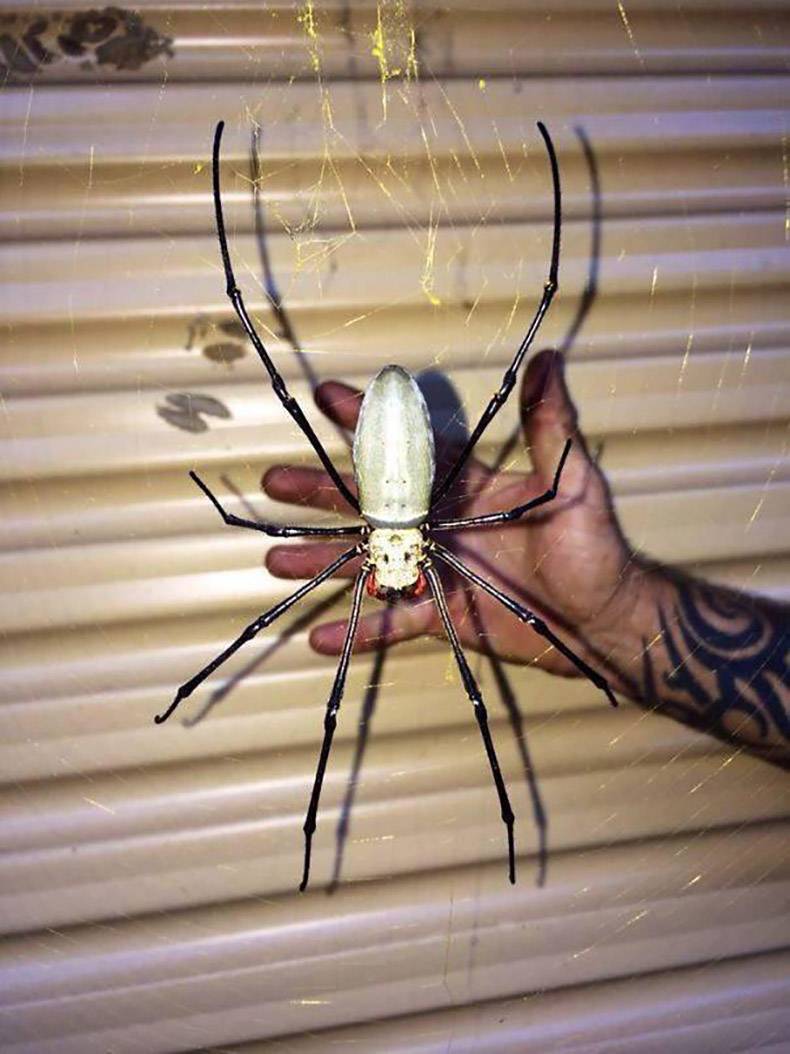 giant orb spider