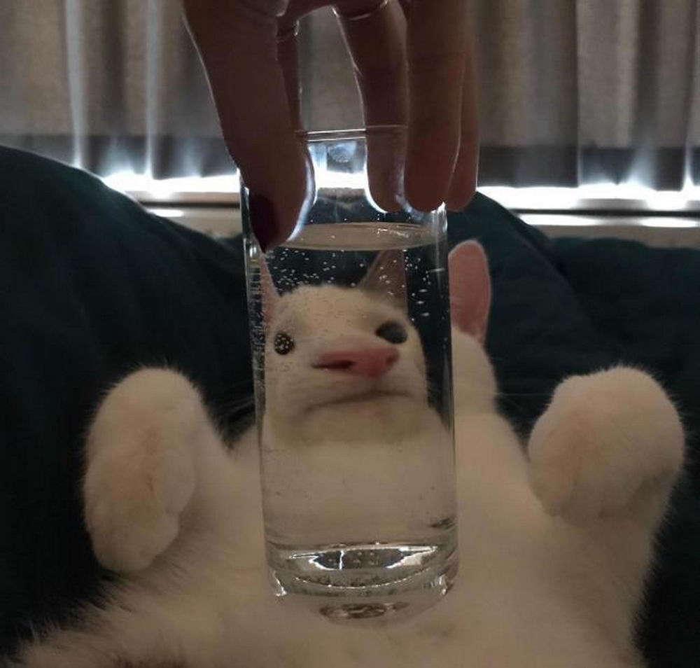 cat through glass - Gure