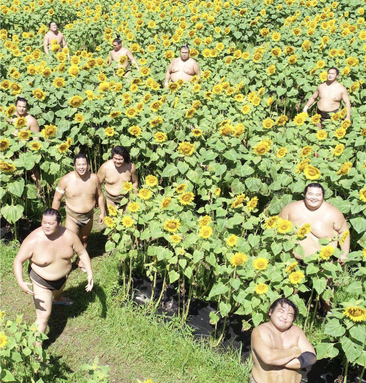 sumo wrestlers sunflowers