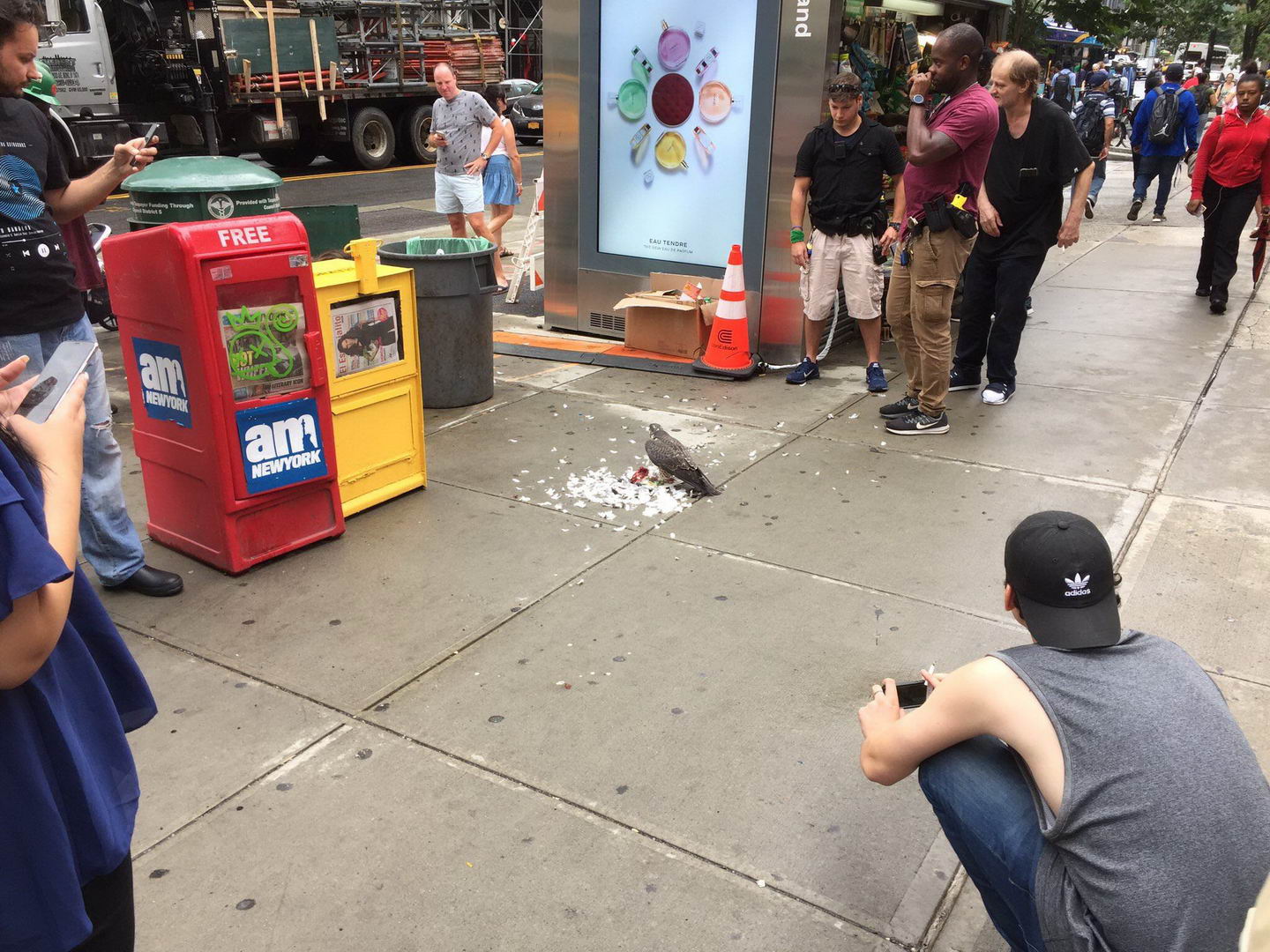 falcon eating pigeon nyc - and unding Through Im Free al Newyork