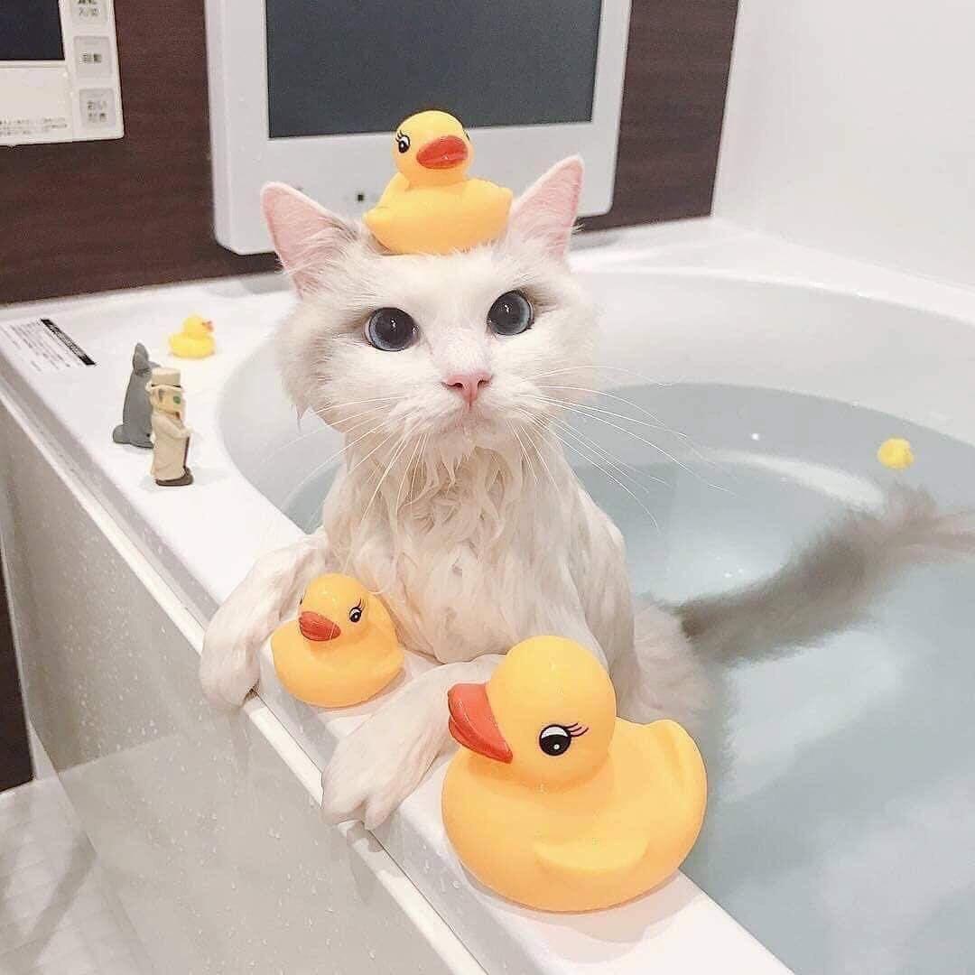 cat duck