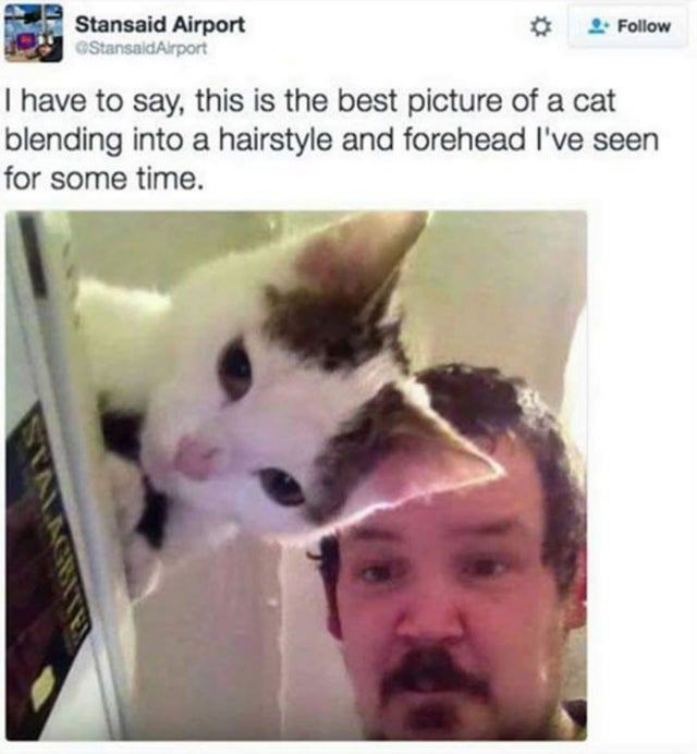 lovecraft meme - Stansaid Airport 4. I have to say, this is the best picture of a cat blending into a hairstyle and forehead I've seen for some time.