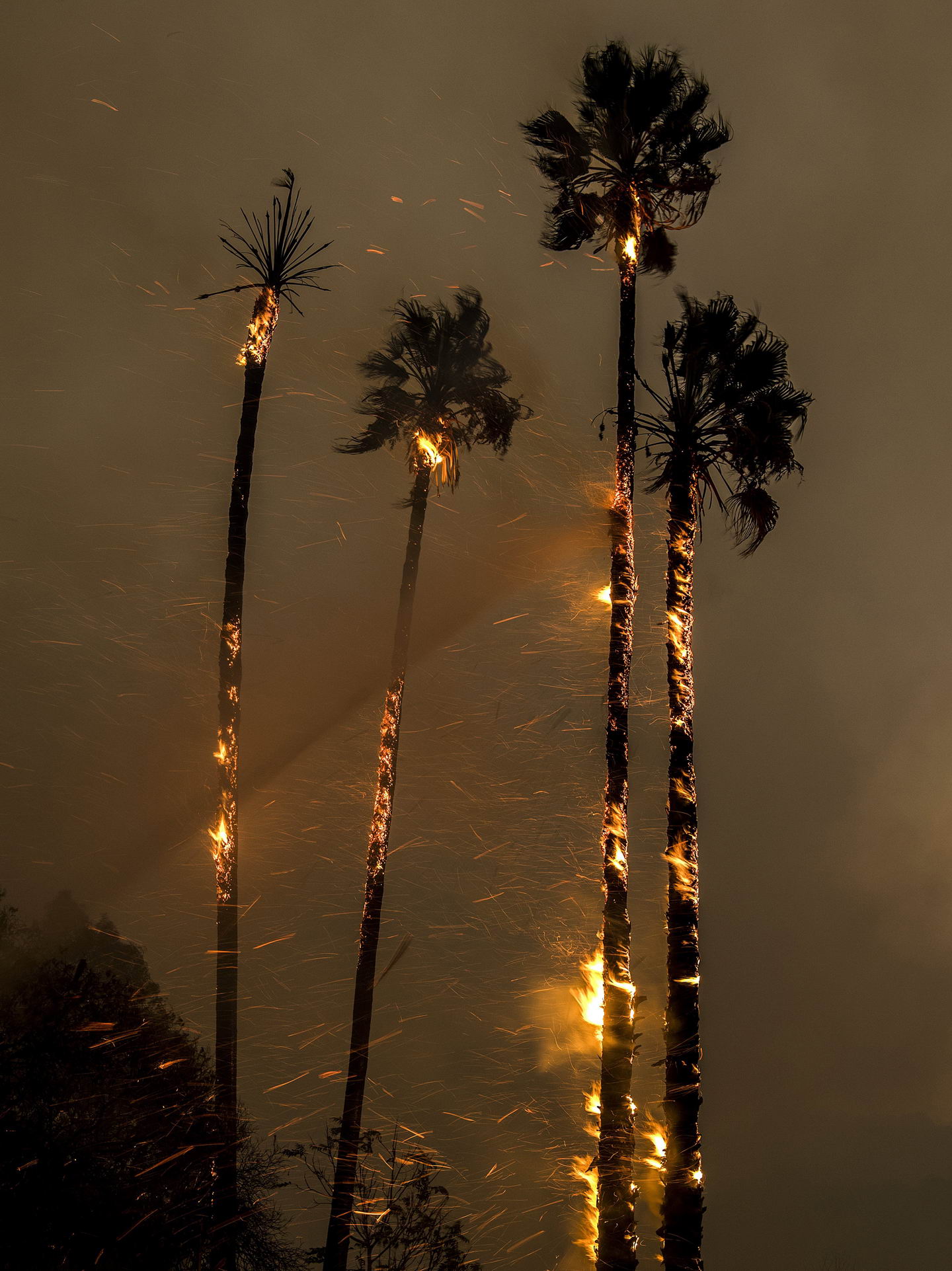california trees on fire