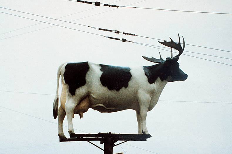 antler cow