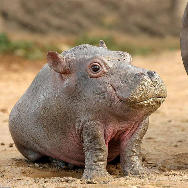 baby hippopotamus