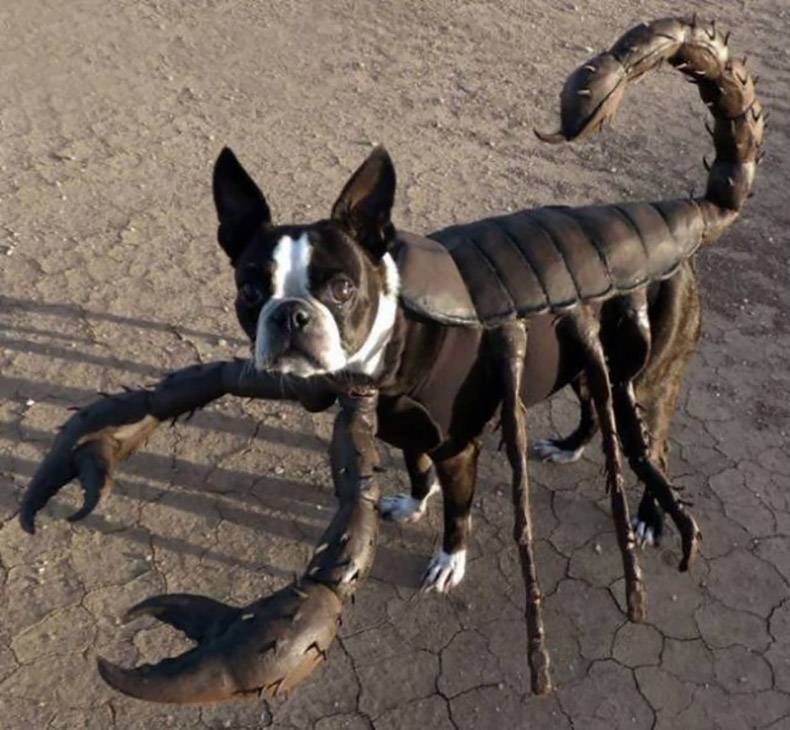 scorpion dog