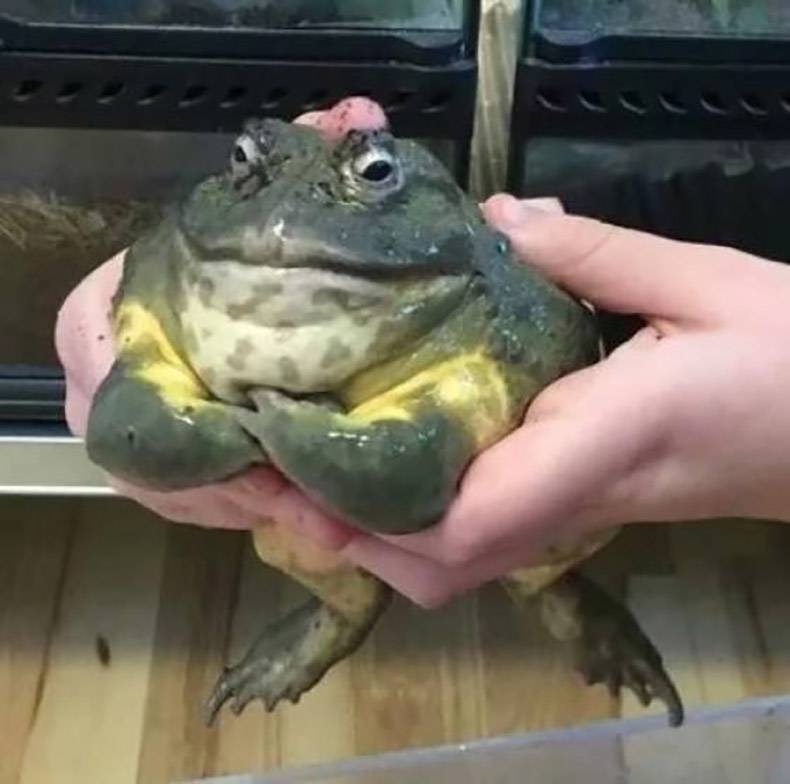 muscular frog