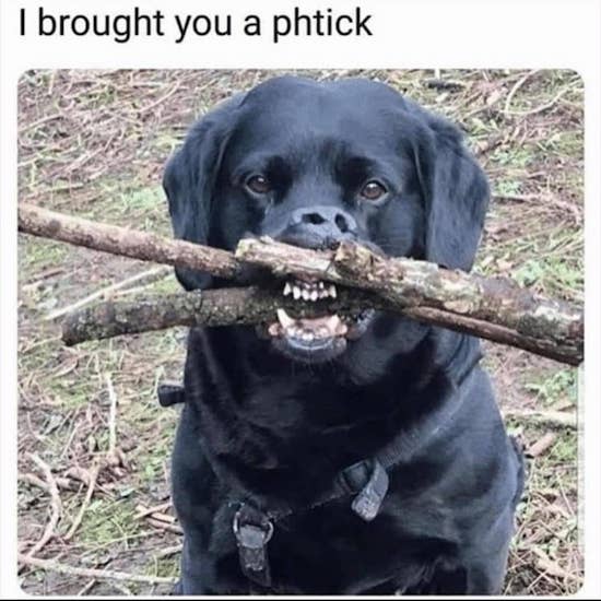 funny animal memes - I brought you a phtick