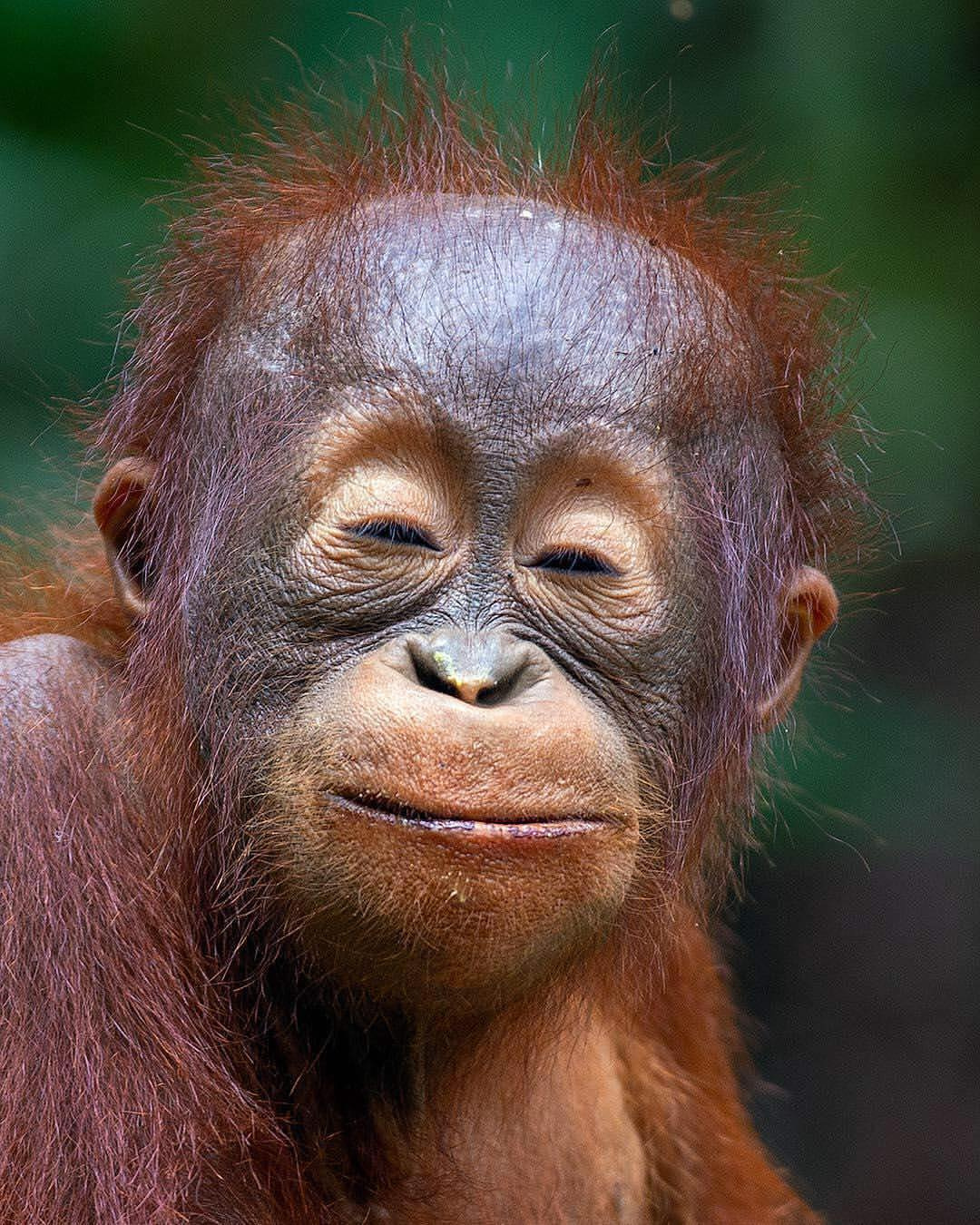 orangutan with eyes closed