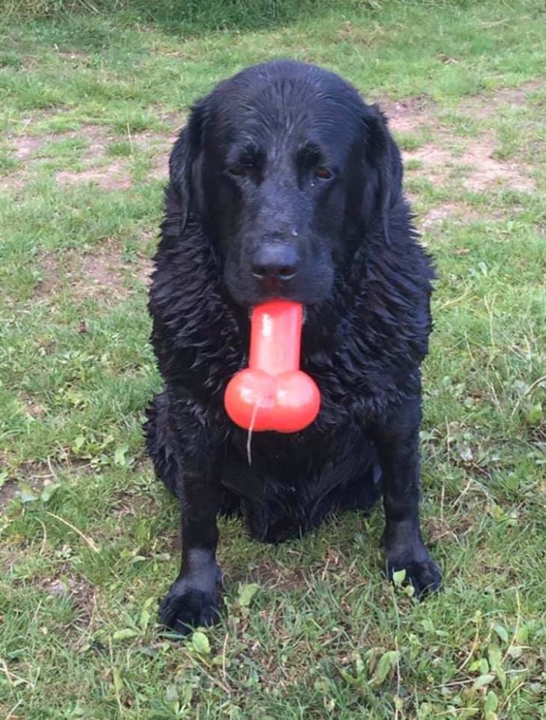 flat coated retriever