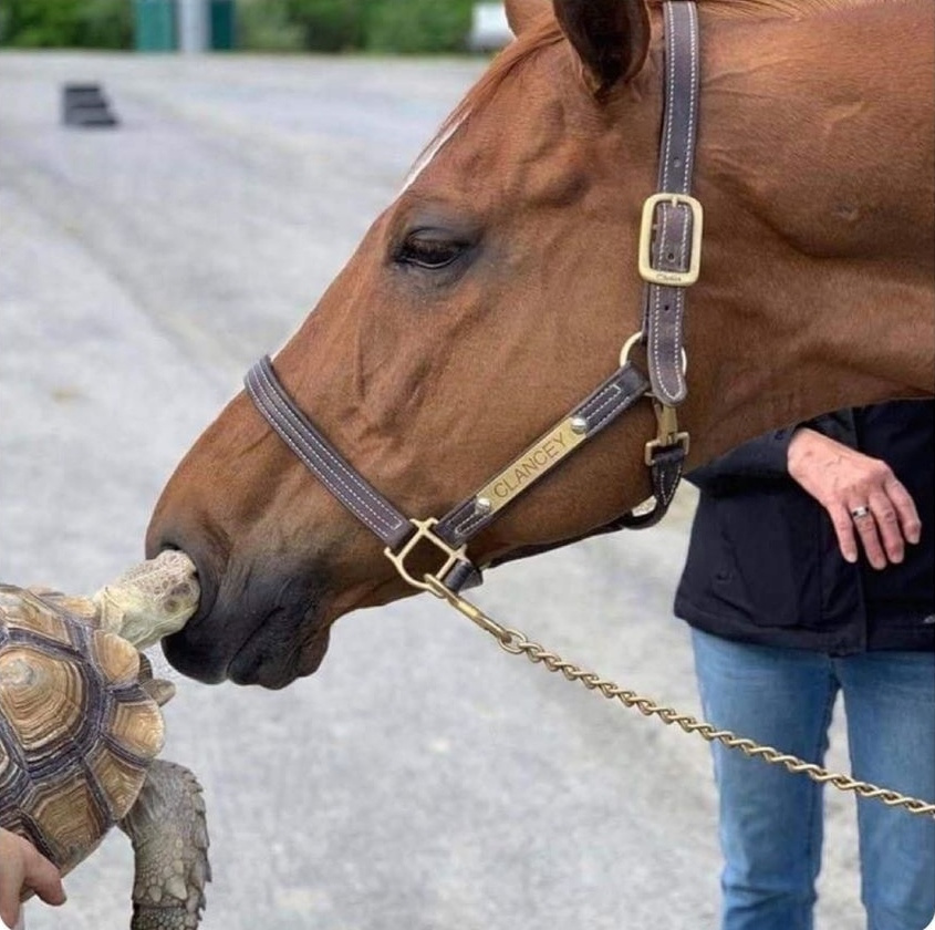 turtle in horse nose - As Clancey