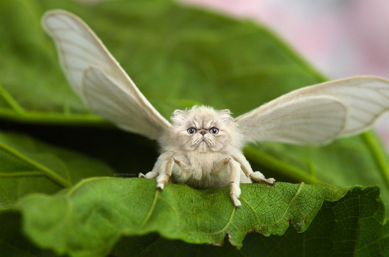 silkworm moth -