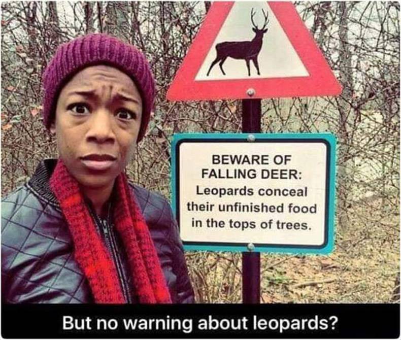 beware of falling deer - Beware Of Falling Deer Leopards conceal their unfinished food in the tops of trees. But no warning about leopards?