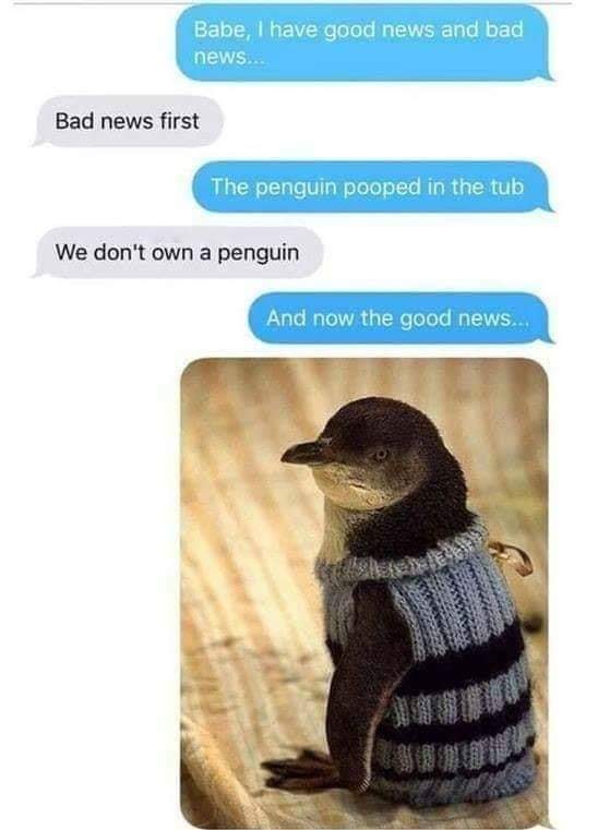 penguins in sweaters - Babe, I have good news and bad news. Bad news first The penguin pooped in the tub We don't own a penguin And now the good news...