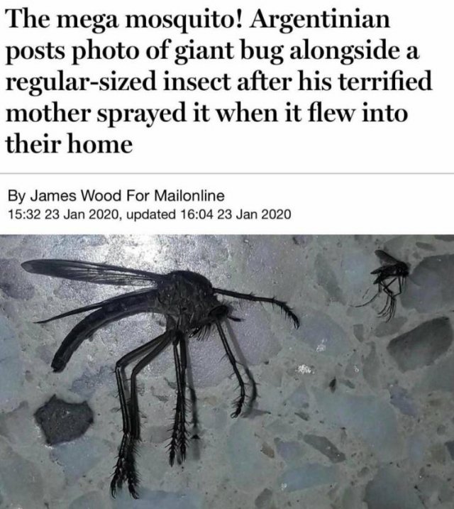 Mosquito - The mega mosquito! Argentinian posts photo of giant bug alongside a regularsized insect after his terrified mother sprayed it when it flew into their home By James Wood For Mailonline , updated